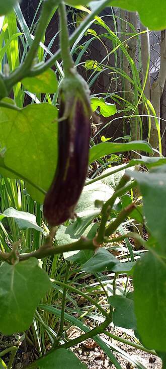 Filipino Eggplant