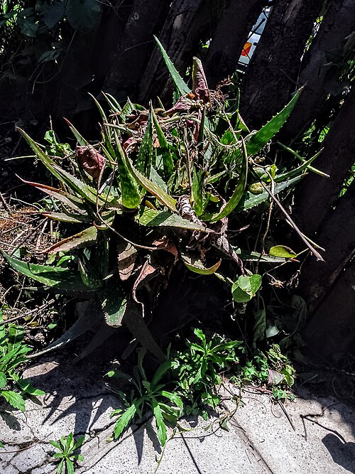 Aloe Vera