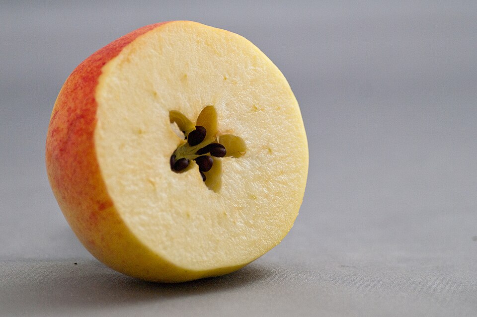 Gala Apple