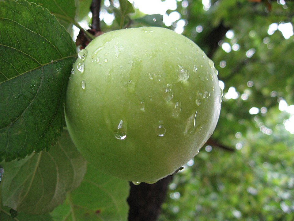 Green Apple