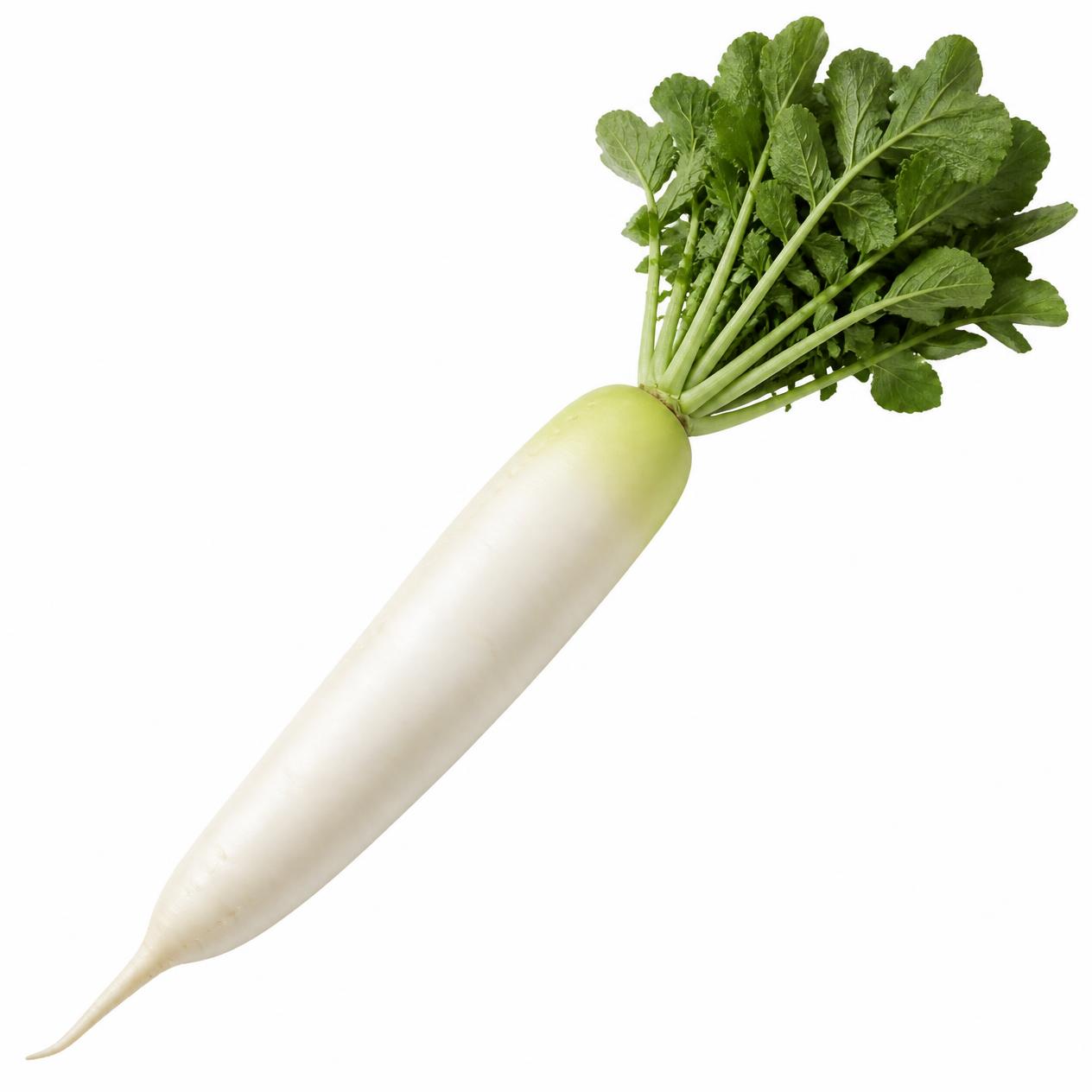 Japanese daikon radish